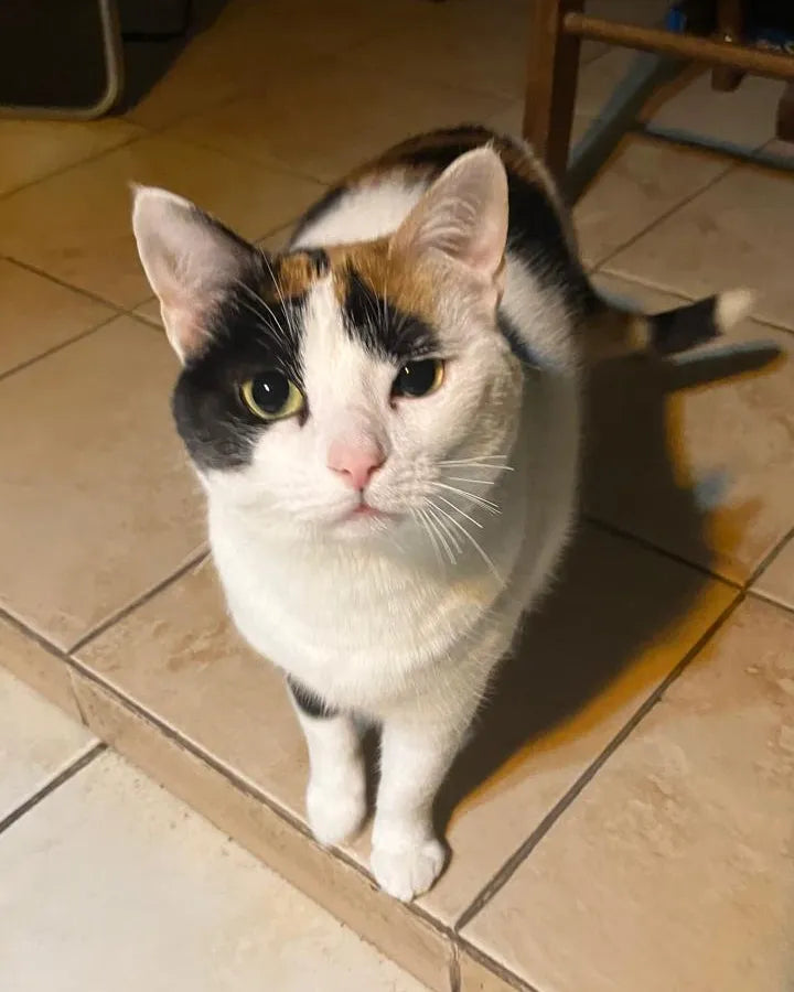 Mascota de un cliente de Farmacia Veterinaria Huelquén