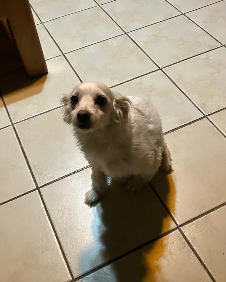 Mascota de un cliente de Farmacia Veterinaria Huelquén