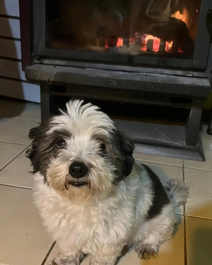 Mascota de un cliente de Farmacia Veterinaria Huelquén